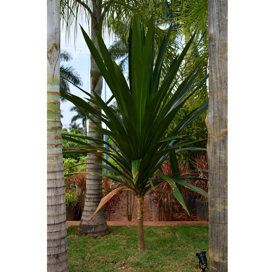 Dracena Arborea 